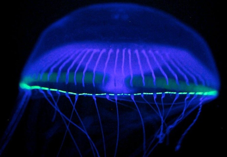 Photo:  Bioluminescent glowing jellyfish